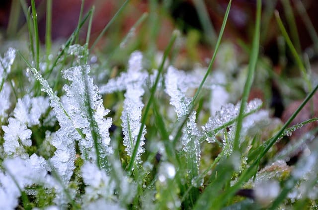 cesped_invierno